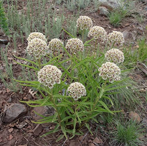 CHUXAY GARDEN 10 Seeds Asclepias Asperula Seed,Antelope-Horns Milkweed,Spider Milkweed Perennial Herb Plant Ground Cover Excellent Addition to Garden