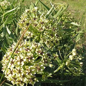 CHUXAY GARDEN 10 Seeds Asclepias Asperula Seed,Antelope-Horns Milkweed,Spider Milkweed Perennial Herb Plant Ground Cover Excellent Addition to Garden