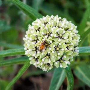 CHUXAY GARDEN 10 Seeds Asclepias Asperula Seed,Antelope-Horns Milkweed,Spider Milkweed Perennial Herb Plant Ground Cover Excellent Addition to Garden