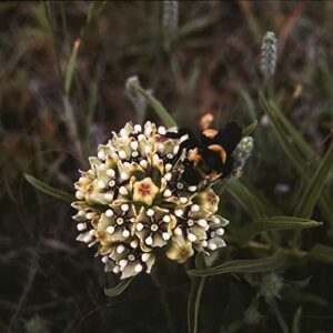 CHUXAY GARDEN 10 Seeds Asclepias Asperula Seed,Antelope-Horns Milkweed,Spider Milkweed Perennial Herb Plant Ground Cover Excellent Addition to Garden