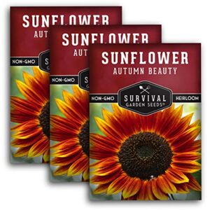 survival garden seeds – autumn beauty sunflower seed for planting – 3 packs with instructions to plant and grow beautiful and colorful flowers in your home vegetable garden – non-gmo heirloom variety