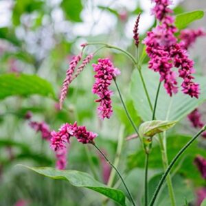kiss-me-over-the-garden-gate seeds (polygonum orientale) packet of 20 seeds