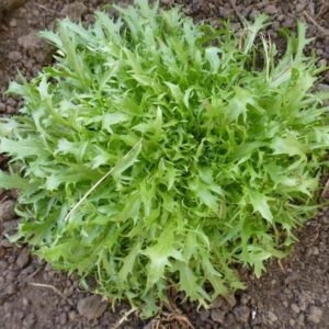 800 Tres Fine Endive Seeds for Planting Chicory Seed Heirloom Non GMO 2+ Grams of Seeds Garden Vegetable Bulk Survival