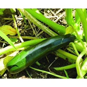 Black Beauty Summer Squash Seeds for Planting, 25+ Heirloom Seeds Per Packet, (Isla's Garden Seeds), Non GMO Seeds, Botanical Name: Cucurbita Pepo, Great Home Garden Gift