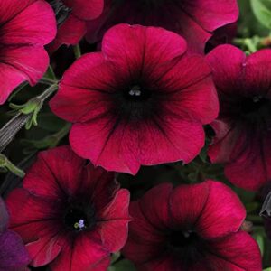 outsidepride burgundy velour easy wave petunia spreading garden flowers for hanging baskets, pots, containers, beds – 30 seeds