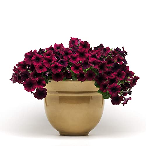 Outsidepride Burgundy Velour Easy Wave Petunia Spreading Garden Flowers for Hanging Baskets, Pots, Containers, Beds - 30 Seeds