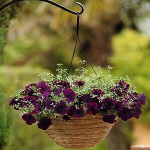 Outsidepride Burgundy Velour Easy Wave Petunia Spreading Garden Flowers for Hanging Baskets, Pots, Containers, Beds - 30 Seeds