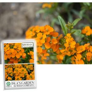 siberian wallflower, 400+ flower seeds per packet, (isla’s garden seeds), non gmo & heirloom seeds, scientific name: cheiranthus allionii