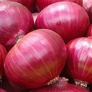 David's Garden Seeds Onion Short Day Red Creole 1213 (Red) 200 Non-GMO, Heirloom Seeds