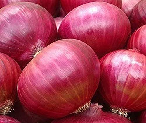 David's Garden Seeds Onion Short Day Red Creole 1213 (Red) 200 Non-GMO, Heirloom Seeds