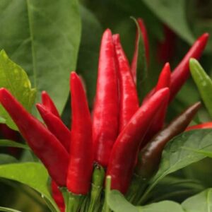50 Thai Hot Pepper Seeds Planting Ornaments Perennial Garden Simple to Grow Pot Gifts