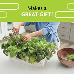 Miracle-Gro Garden to Go Mesclun Greens Mix - All-in-One Garden Kit