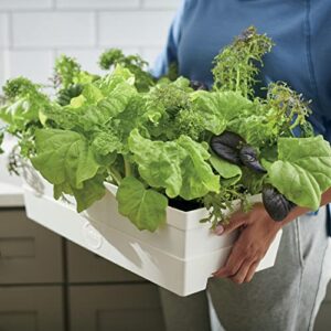 Miracle-Gro Garden to Go Mesclun Greens Mix - All-in-One Garden Kit