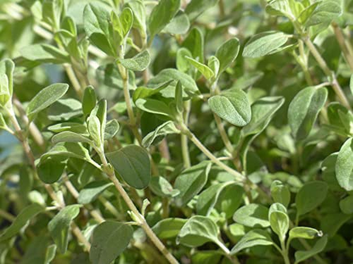 TKE Farms - Marjoram Seeds for Planting, 500 mg approxi. 2000 Seeds, Origanum majorana