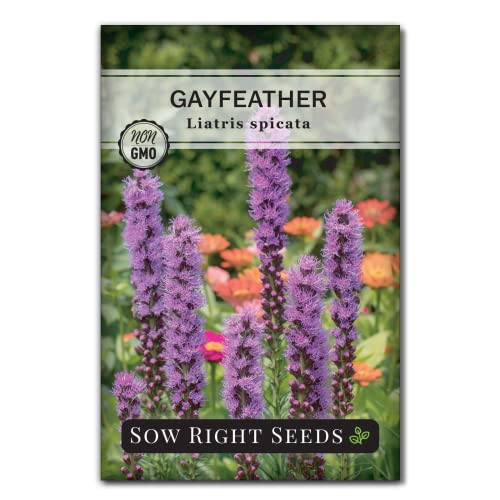 Sow Right Seeds - Gayfeather Liatris Spicata Flower Seed for Planting - Beautiful Flowers to Plant in Your Home Garden - Non-GMO Heirloom Seeds - Pink Blooms Attract Bees and Butterflies - Great Gift