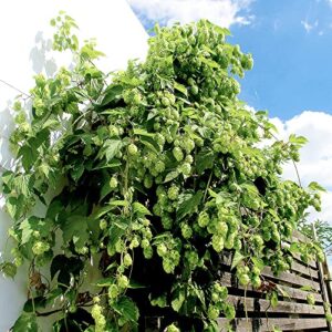 QAUZUY GARDEN 20 Hops Seeds Perennial Common Hop Humulus Lupulus Vine Seeds- Organic Non-GMO Seeds- Grow Fast Hardy Plant in Garden Home Yard Outdoor