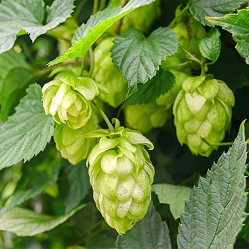 QAUZUY GARDEN 20 Hops Seeds Perennial Common Hop Humulus Lupulus Vine Seeds- Organic Non-GMO Seeds- Grow Fast Hardy Plant in Garden Home Yard Outdoor