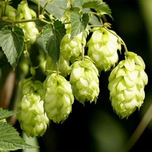 QAUZUY GARDEN 20 Hops Seeds Perennial Common Hop Humulus Lupulus Vine Seeds- Organic Non-GMO Seeds- Grow Fast Hardy Plant in Garden Home Yard Outdoor