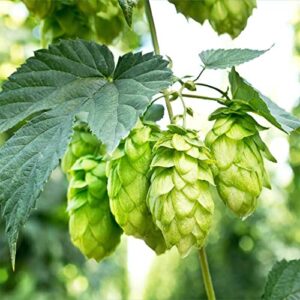 QAUZUY GARDEN 20 Hops Seeds Perennial Common Hop Humulus Lupulus Vine Seeds- Organic Non-GMO Seeds- Grow Fast Hardy Plant in Garden Home Yard Outdoor