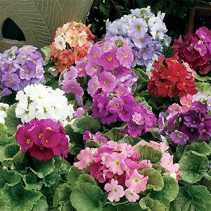 yegaol garden 50pcs primula seeds primrose polyanthus seeds perennial annual hardy non-gmo indoor outdoor potted plant flower seeds