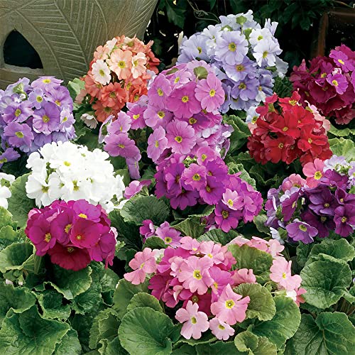 YEGAOL Garden 50Pcs Primula Seeds Primrose Polyanthus Seeds Perennial Annual Hardy Non-GMO Indoor Outdoor Potted Plant Flower Seeds