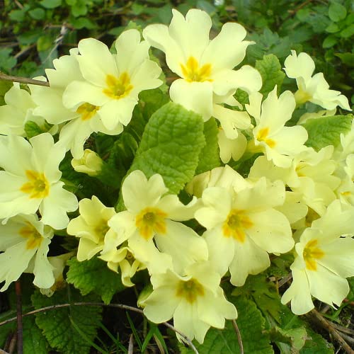 YEGAOL Garden 50Pcs Primula Seeds Primrose Polyanthus Seeds Perennial Annual Hardy Non-GMO Indoor Outdoor Potted Plant Flower Seeds