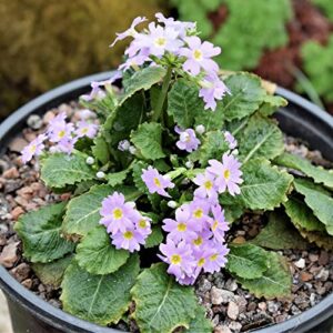 YEGAOL Garden 50Pcs Primula Seeds Primrose Polyanthus Seeds Perennial Annual Hardy Non-GMO Indoor Outdoor Potted Plant Flower Seeds