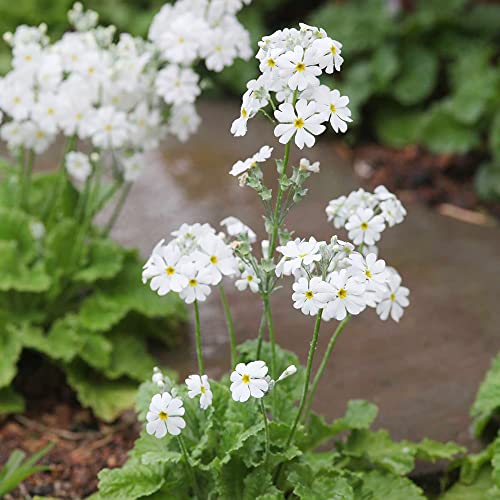 YEGAOL Garden 50Pcs Primula Seeds Primrose Polyanthus Seeds Perennial Annual Hardy Non-GMO Indoor Outdoor Potted Plant Flower Seeds