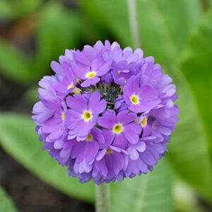 YEGAOL Garden 50Pcs Primula Seeds Primrose Polyanthus Seeds Perennial Annual Hardy Non-GMO Indoor Outdoor Potted Plant Flower Seeds