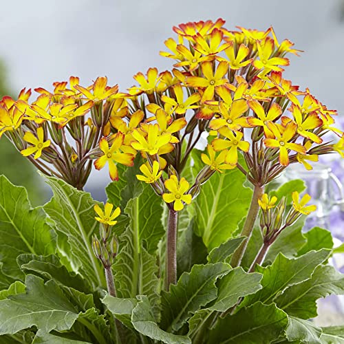 YEGAOL Garden 50Pcs Primula Seeds Primrose Polyanthus Seeds Perennial Annual Hardy Non-GMO Indoor Outdoor Potted Plant Flower Seeds