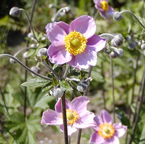 CHUXAY GARDEN Chinese Anemone-Japanese Thimbleweed,Anemone Hupehensis,Windflowers 30 Seeds Easy Care Ornamental Flower Seed