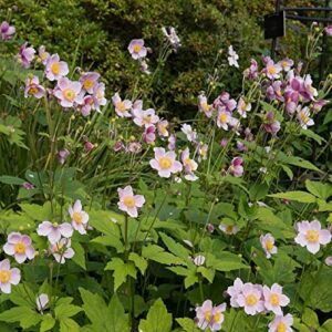 CHUXAY GARDEN Chinese Anemone-Japanese Thimbleweed,Anemone Hupehensis,Windflowers 30 Seeds Easy Care Ornamental Flower Seed