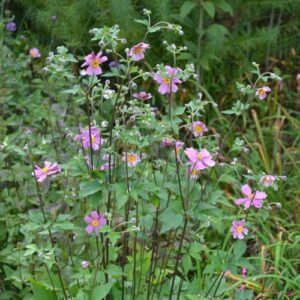 CHUXAY GARDEN Chinese Anemone-Japanese Thimbleweed,Anemone Hupehensis,Windflowers 30 Seeds Easy Care Ornamental Flower Seed