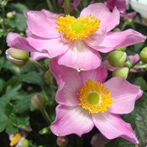 CHUXAY GARDEN Chinese Anemone-Japanese Thimbleweed,Anemone Hupehensis,Windflowers 30 Seeds Easy Care Ornamental Flower Seed