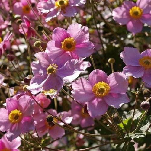 CHUXAY GARDEN Chinese Anemone-Japanese Thimbleweed,Anemone Hupehensis,Windflowers 30 Seeds Easy Care Ornamental Flower Seed