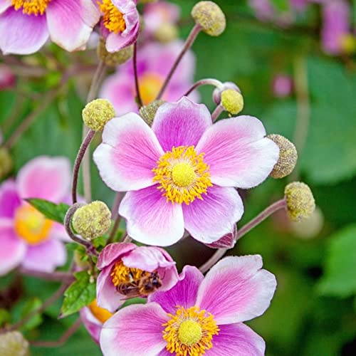 CHUXAY GARDEN Chinese Anemone-Japanese Thimbleweed,Anemone Hupehensis,Windflowers 30 Seeds Easy Care Ornamental Flower Seed