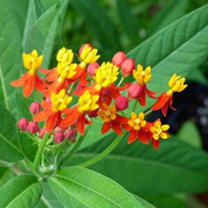 Bloodflower Milkweed Seeds Monarch Butterfly Weed Blood Flower #212 (80+ Seeds, or 1/2 Gram)