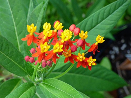 Bloodflower Milkweed Seeds Monarch Butterfly Weed Blood Flower #212 (80+ Seeds, or 1/2 Gram)