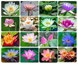 30pcs bonsai lotus seeds for planting, water lily flower, non-gmo home garden plant seeds, flowering aquatic bonsai plant, no experience required
