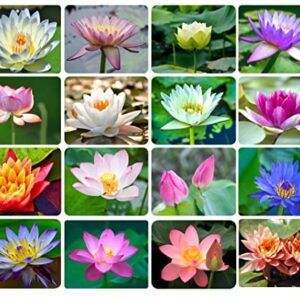 30PCS Bonsai Lotus Seeds for Planting, Water Lily Flower, Non-GMO Home Garden Plant Seeds, Flowering Aquatic Bonsai Plant, No Experience Required
