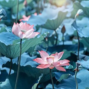 30PCS Bonsai Lotus Seeds for Planting, Water Lily Flower, Non-GMO Home Garden Plant Seeds, Flowering Aquatic Bonsai Plant, No Experience Required