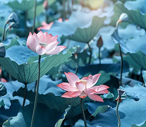 30PCS Bonsai Lotus Seeds for Planting, Water Lily Flower, Non-GMO Home Garden Plant Seeds, Flowering Aquatic Bonsai Plant, No Experience Required