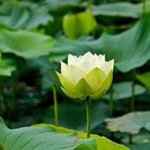 30PCS Bonsai Lotus Seeds for Planting, Water Lily Flower, Non-GMO Home Garden Plant Seeds, Flowering Aquatic Bonsai Plant, No Experience Required