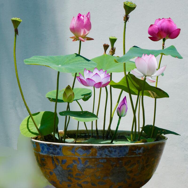 30PCS Bonsai Lotus Seeds for Planting, Water Lily Flower, Non-GMO Home Garden Plant Seeds, Flowering Aquatic Bonsai Plant, No Experience Required