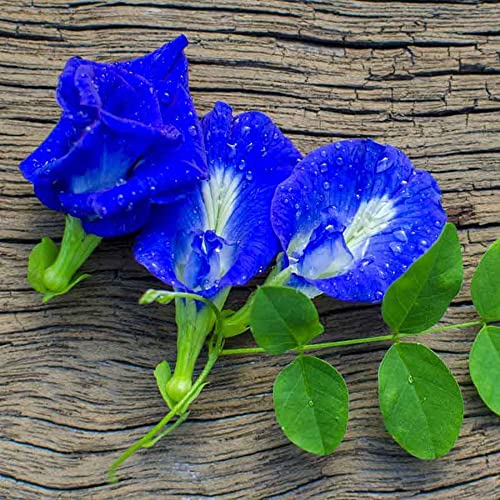CHUXAY GARDEN 10 Seeds Blue Clitoria Ternatea,Asian Pigeonwings,Bluebellvine,Blue Pea,Butterfly Pea,Cordofan Pea,Darwin Pea Fabaceae Rare Blue Flowers Atract Butterflies Great for Garden