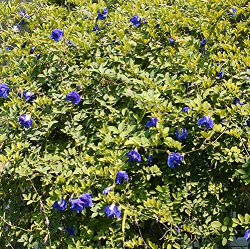 CHUXAY GARDEN 10 Seeds Blue Clitoria Ternatea,Asian Pigeonwings,Bluebellvine,Blue Pea,Butterfly Pea,Cordofan Pea,Darwin Pea Fabaceae Rare Blue Flowers Atract Butterflies Great for Garden