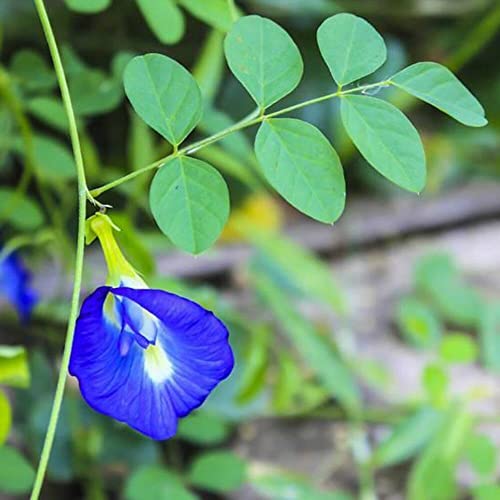 CHUXAY GARDEN 10 Seeds Blue Clitoria Ternatea,Asian Pigeonwings,Bluebellvine,Blue Pea,Butterfly Pea,Cordofan Pea,Darwin Pea Fabaceae Rare Blue Flowers Atract Butterflies Great for Garden