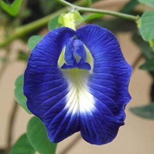 CHUXAY GARDEN 10 Seeds Blue Clitoria Ternatea,Asian Pigeonwings,Bluebellvine,Blue Pea,Butterfly Pea,Cordofan Pea,Darwin Pea Fabaceae Rare Blue Flowers Atract Butterflies Great for Garden