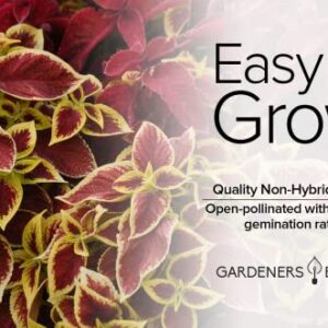 Coleus Seeds for Planting (Rainbow Mix) - Heirloom Non-GMO Shade Plants Seeds for Home Gardens, Containers, Hanging Pots, Decorative Borders and More by Gardeners Basics