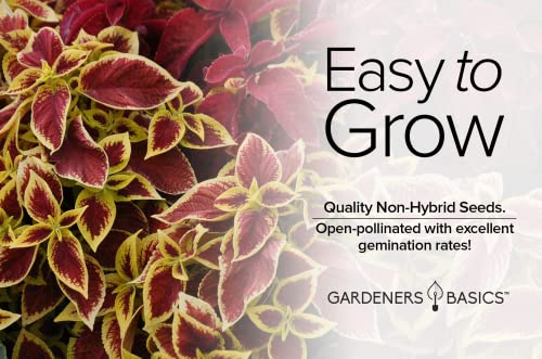 Coleus Seeds for Planting (Rainbow Mix) - Heirloom Non-GMO Shade Plants Seeds for Home Gardens, Containers, Hanging Pots, Decorative Borders and More by Gardeners Basics